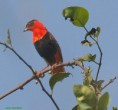 /album/photogallery/northern-red-bishop-makasutu-jpg/